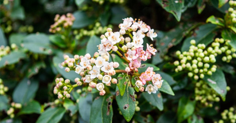 Kalina středozemní (Viburnum tinus) ’Gwenllian’