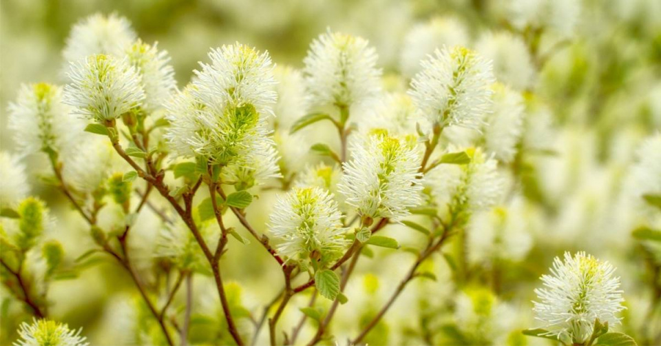 Kuska Gardenova (Fothergilla gardenii) ’Mount Airy’