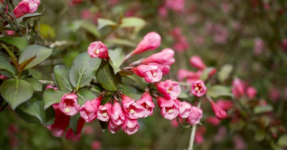 Vajgélie růžová ’Purpurea’