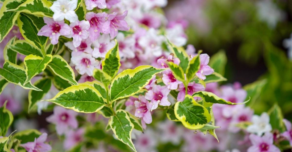 Vajgélie ’Nana Variegata’