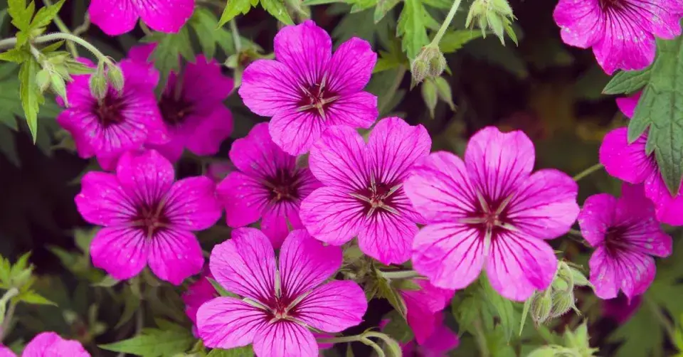 Kakost arménský (Geranium psilostemon) ’Patricia’