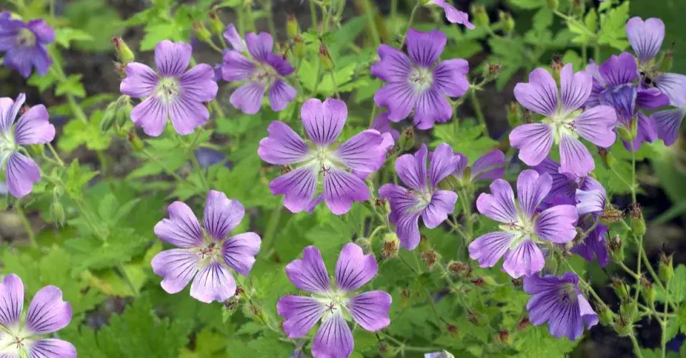 Kakost jemný (Geranium gracile) ‘Sirak’