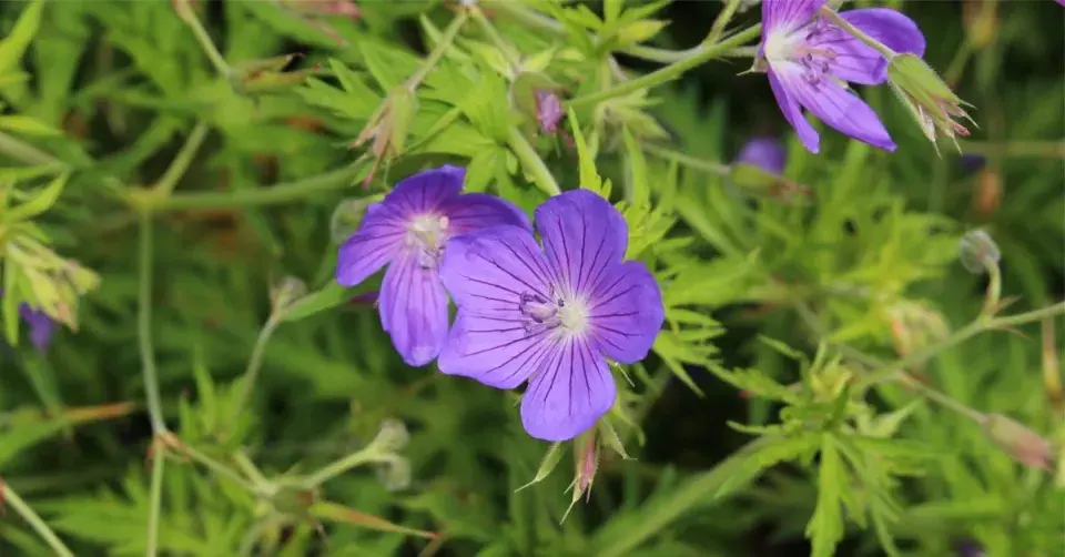 Kakost, odrůda ’Nimbus’
