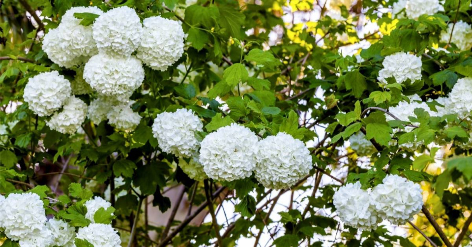 Kalina obecná (Viburnum opulus) ’Compactum’