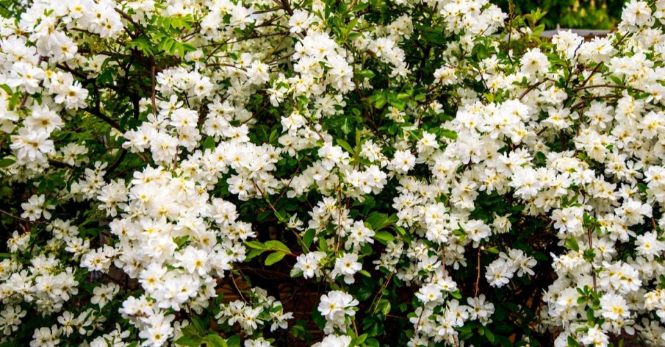 Hroznovec velkokvětý ’The Bride’ (Exochorda x macrantha)
