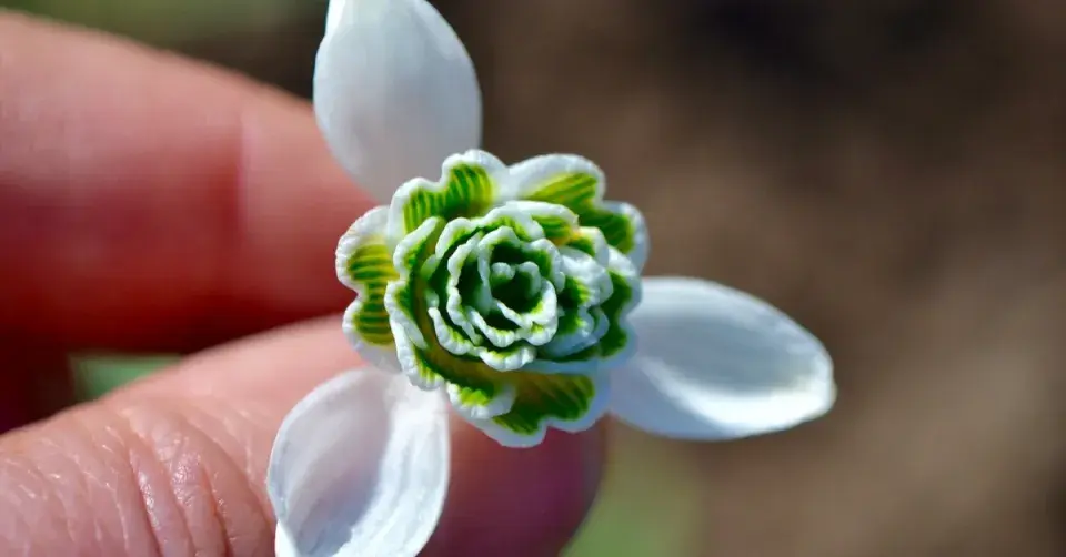 Sněženka 'Dionysus'