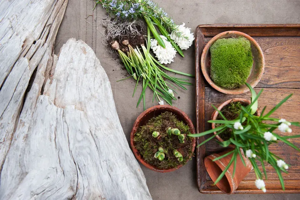 Cibuloviny, mech a květináče