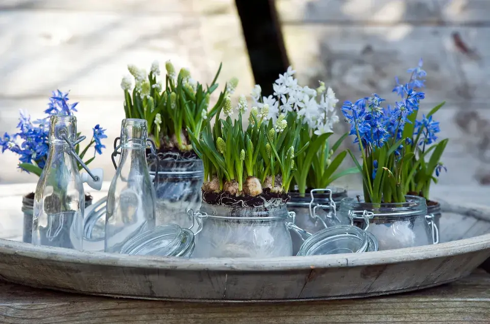 Sklenice plné rozkvetlých cibulovin