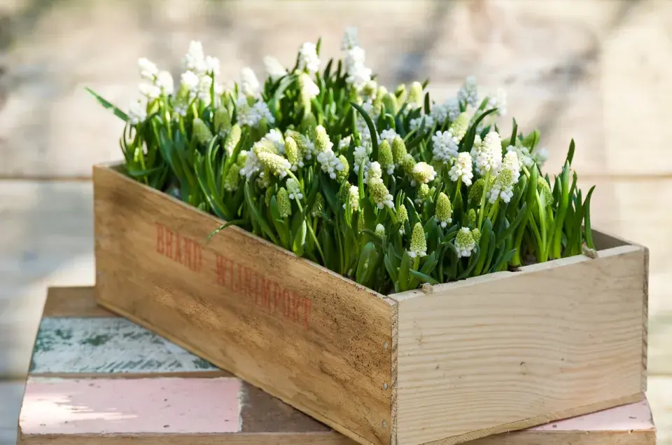 Dřevená bednička plná rozkvetlých modřenců