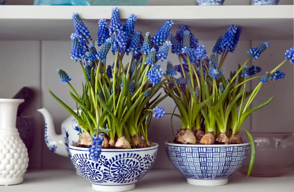 Rozkvetlé modřence v keramických miskách