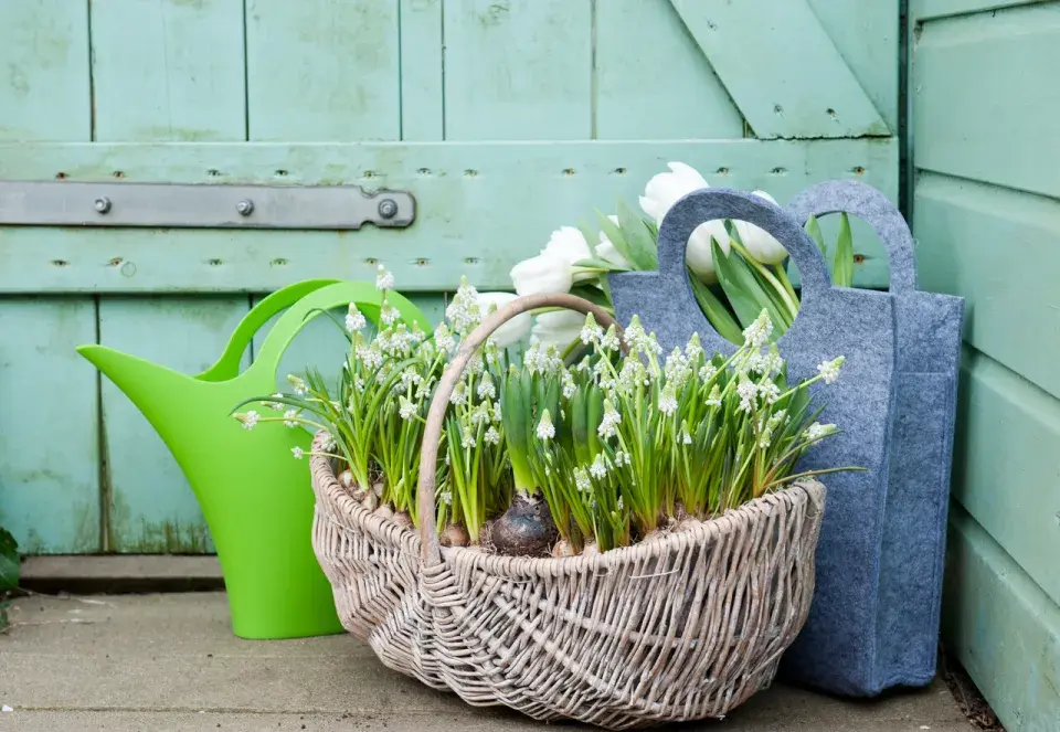 Košík osázený bílými modřenci