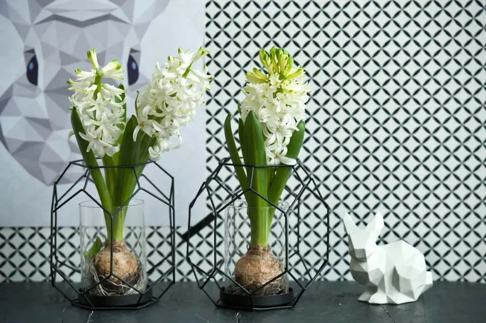 Hyacinty ve skleněných nádobách