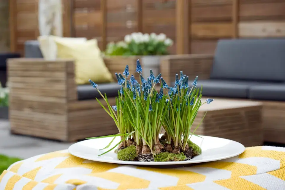 Talíř s modřenci a mechem