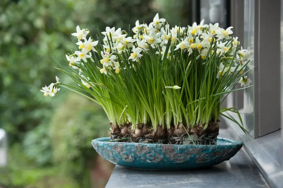 Keramická miska s rozkvetlými narcisy