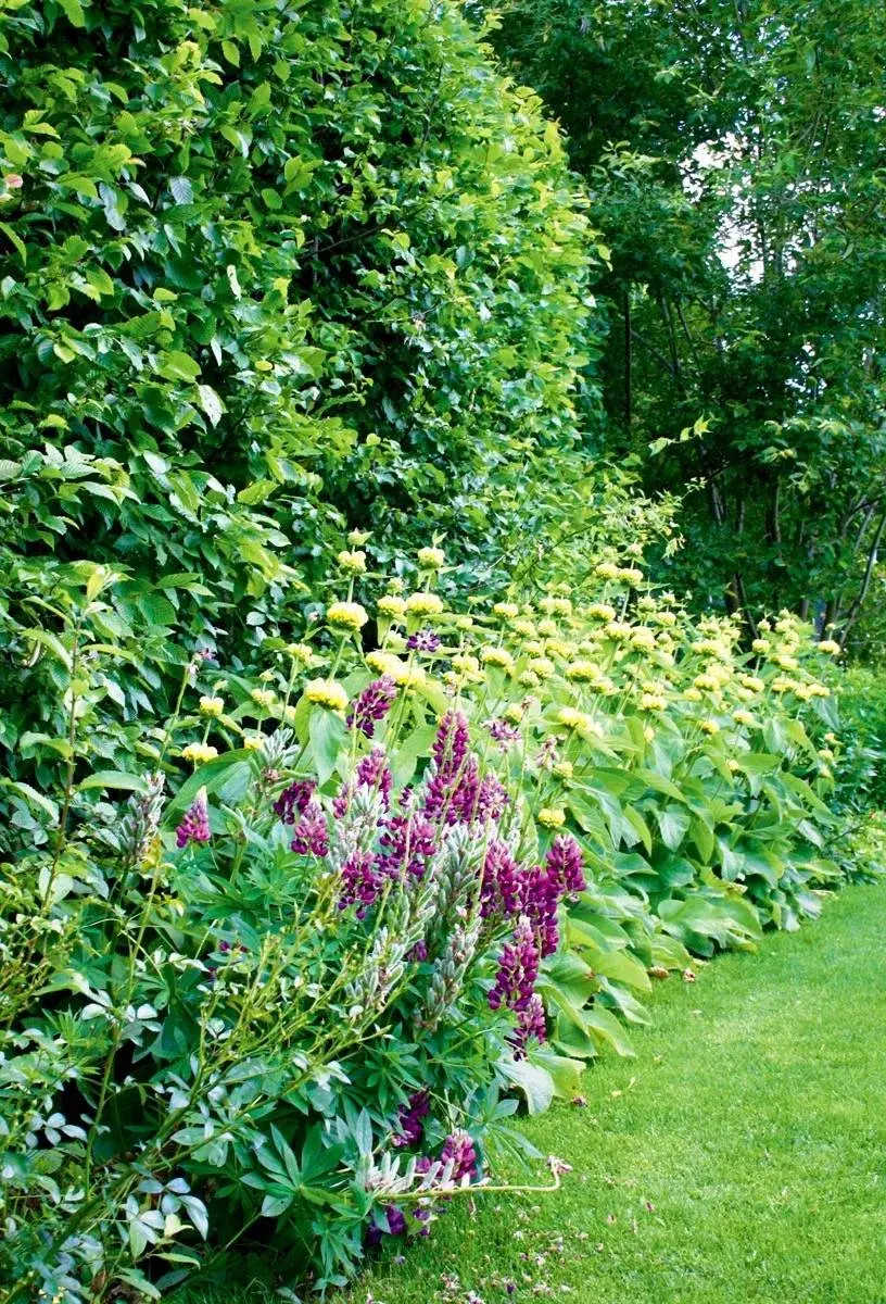 Lupiny a sápy v záhonu