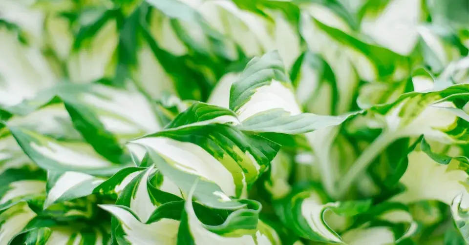 Bohyška ’Fire and Ice’