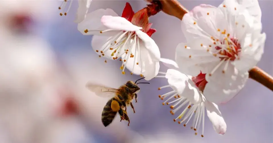 Včela u květů meruňky