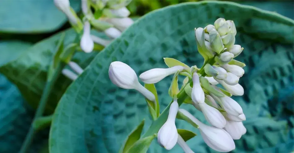 Bohyška 'Big Daddy'
