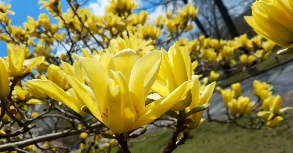 Magnólie ’Butterflies’