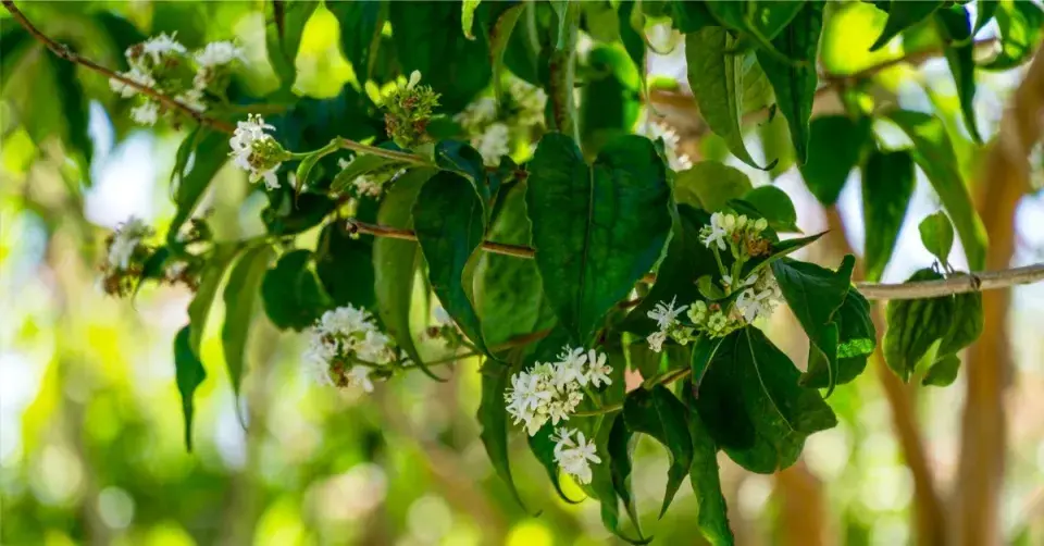 Sedmisyn (Heptacodium)