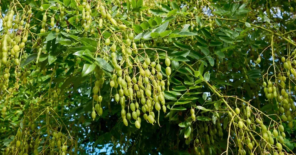 Jerlín japonský (Sophora japonica)