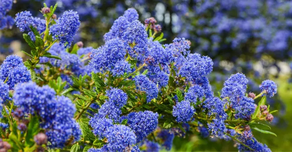 Latnatec (Ceanothus)