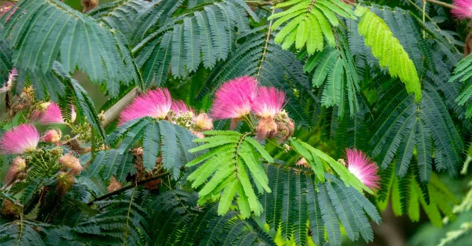 Albízia (Albizia)