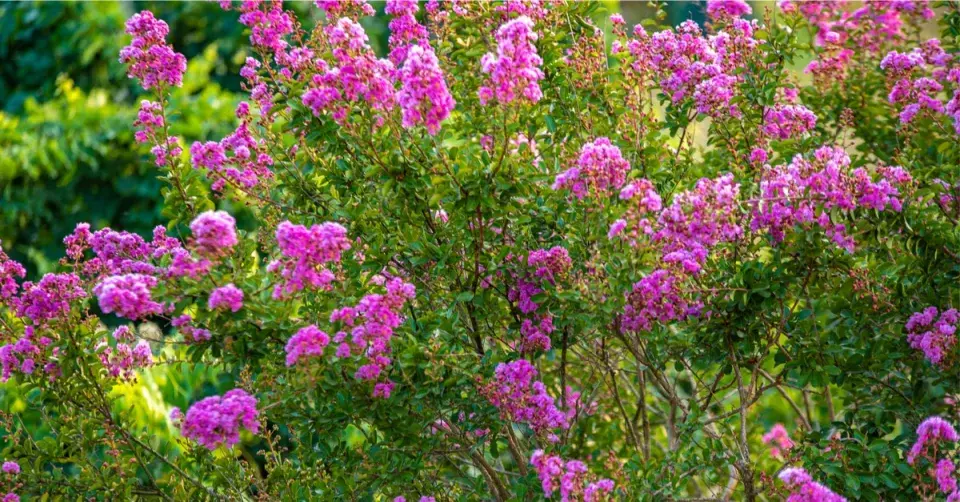 Pukol (Lagerstroemia)