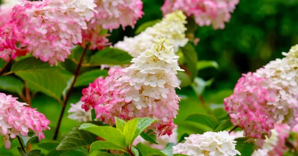 Hortenzie latnatá (Hydrangea paniculata)