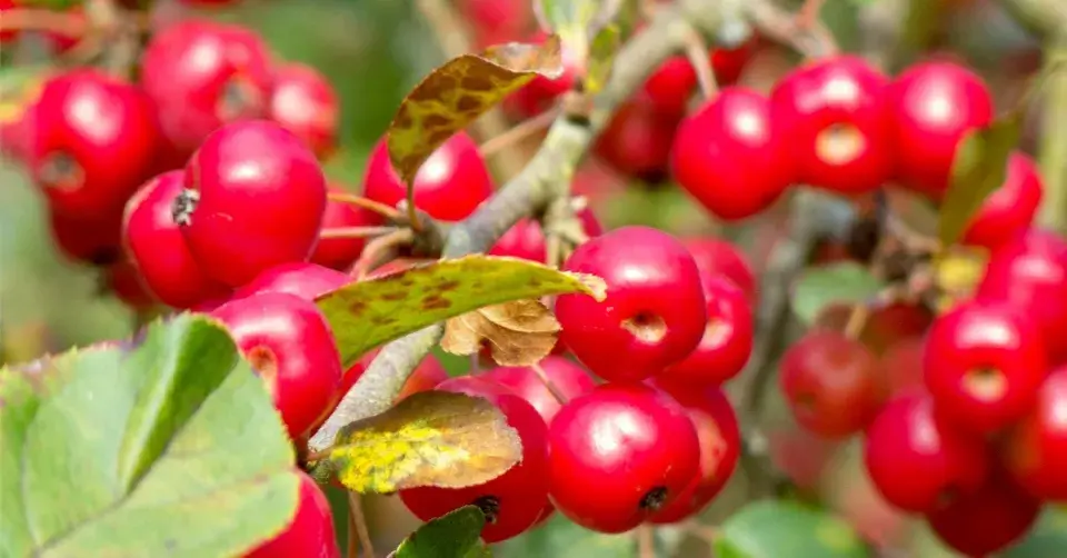 Okrasná jabloň ‘Red Sentinel‘