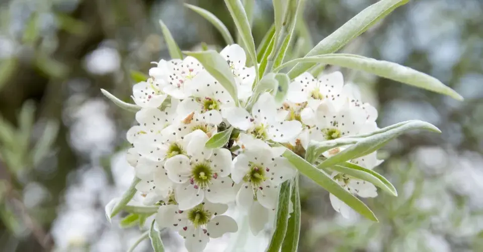 Hrušeň vrbolistá (Pyrus salicifolia)