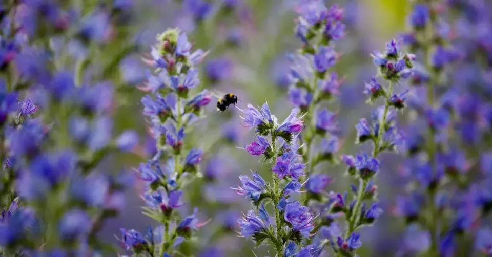 Hadinec obecný (Echium vulgare)