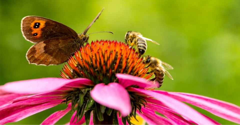 Včely a motýl na květu třapatkovky (Echinacea purpurea)