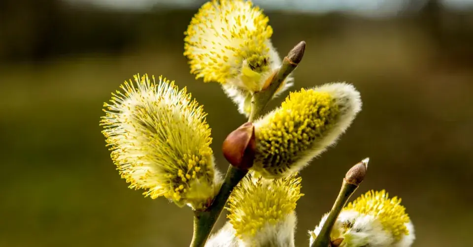 Vrba jíva (Salix caprea)