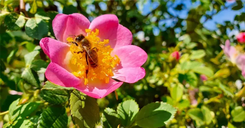 Včela v jednoduchém květu růže