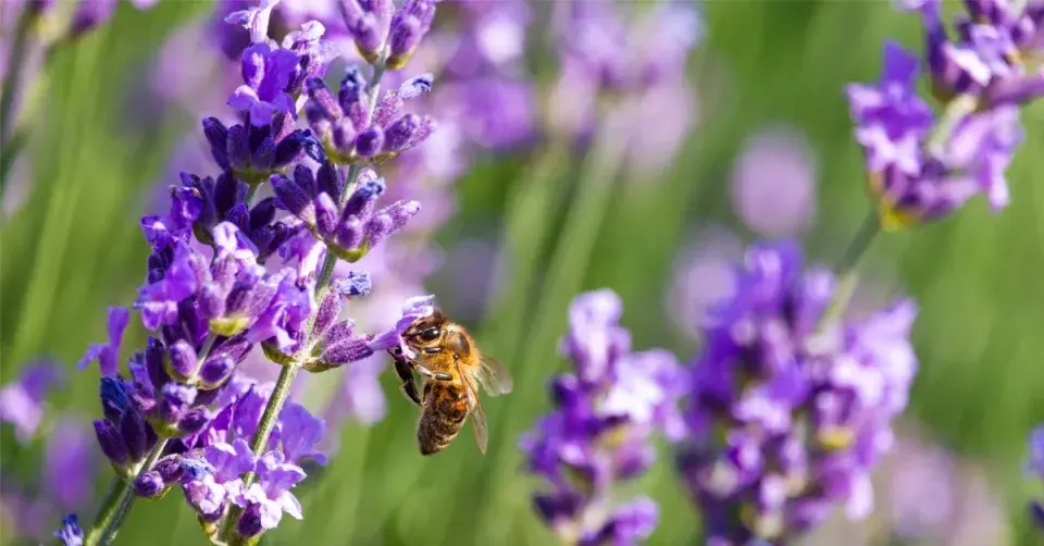 Včela na květech levandule