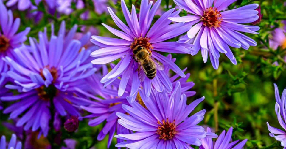 Včela na květech podzimní astry