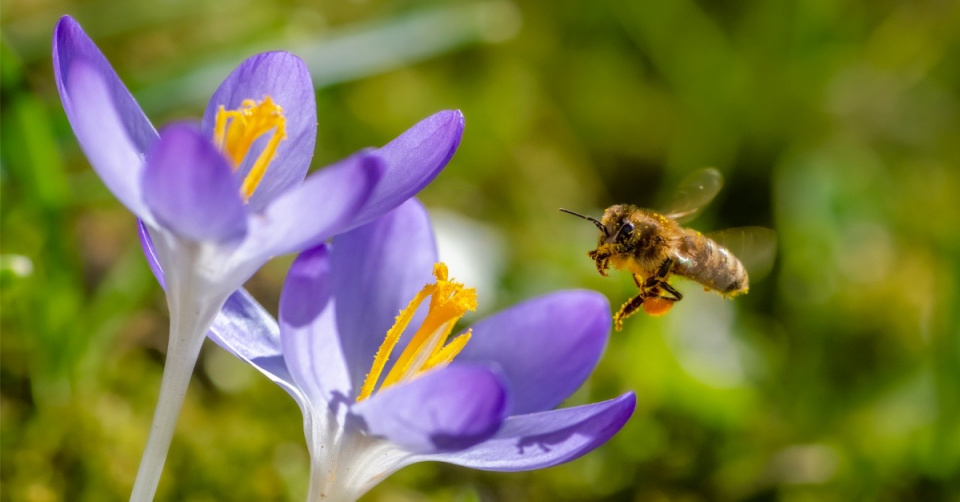 Včela u květů krokusu (Crocus)
