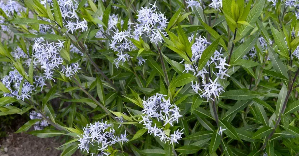 Amsonie Hubrichtova (Amsonia hubrichtii)
