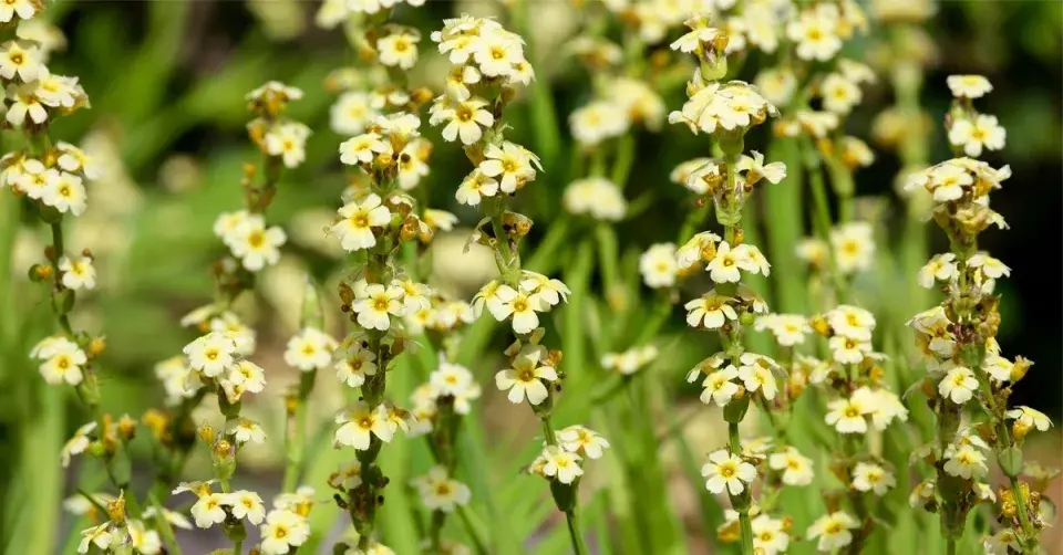 Badil žíhaný (Sisyrinchium striatum)