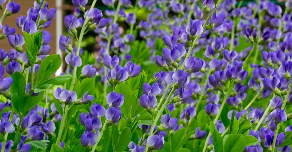 Baptisie jižní (Baptisia australis)