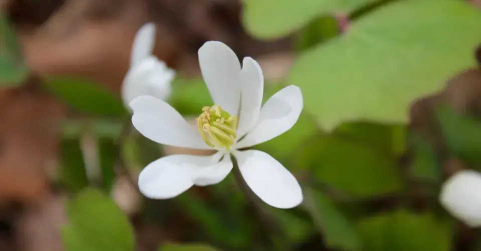 Jeffersonie dvoulistá (Jeffersonia diphylla)