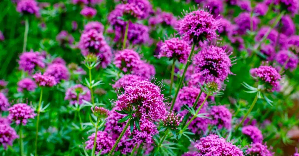 Křižmolístka čnělkatá (Phuopsis stylosa)
