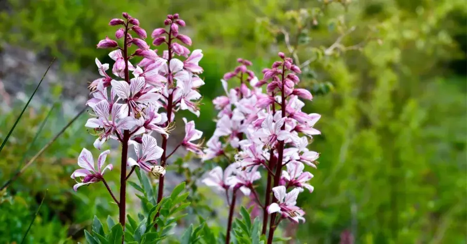 Třemdava bílá (Dictamnus albus)