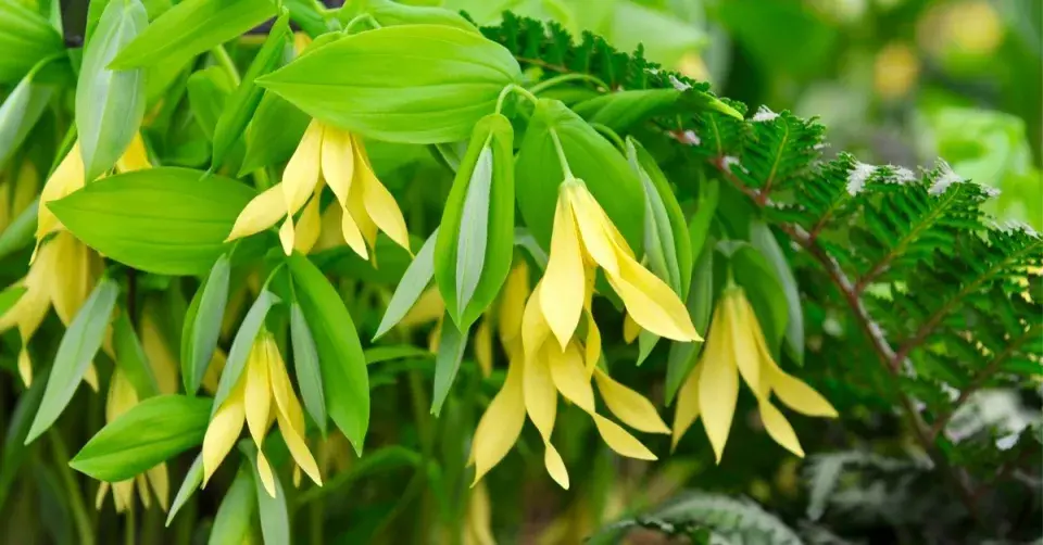 Uvulárie velkokvětá (Uvularia grandiflora)
