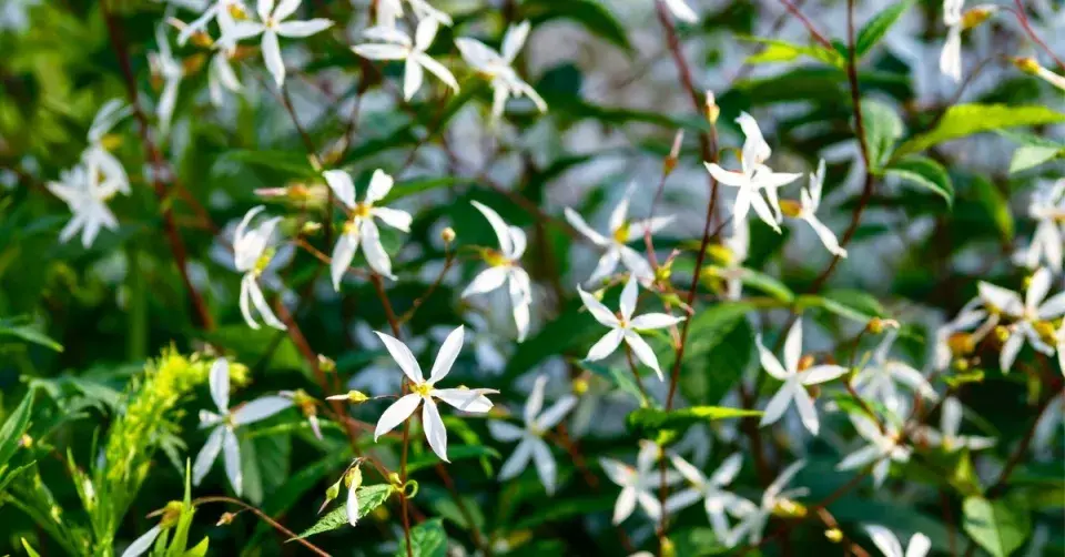 Trubučka trojlistá (Gillenia trifoliata)