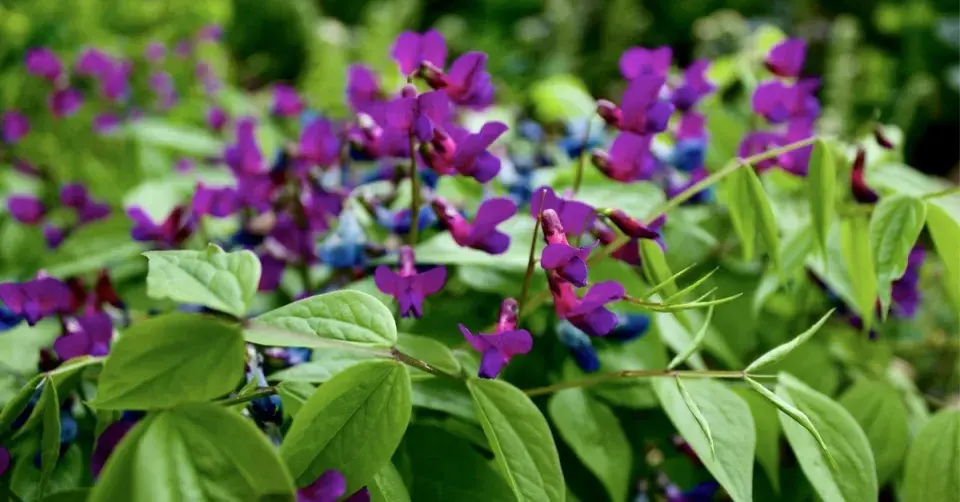 Hrachor jarní (Lathyrus vernus)