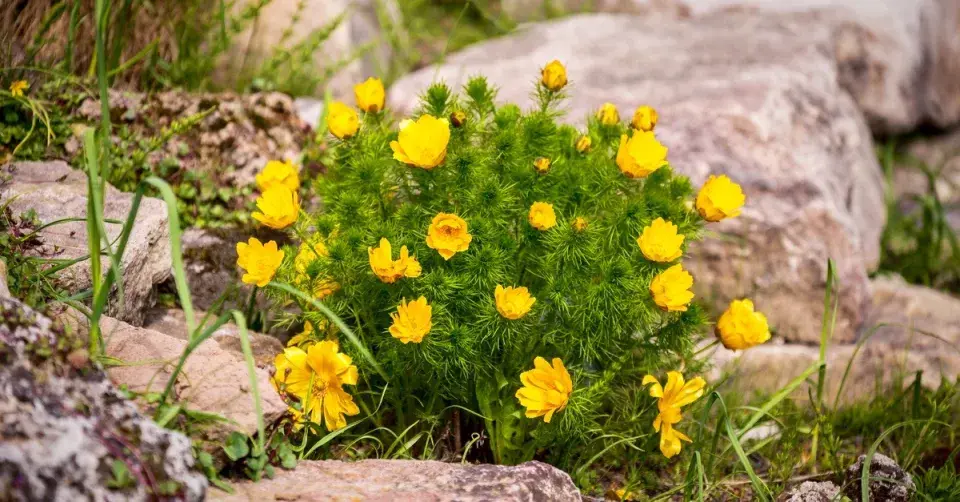 Hlaváček jarní (Adonis vernalis)