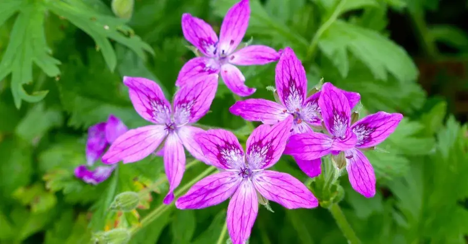 Pumpava Manescavova (Erodium manescavii)