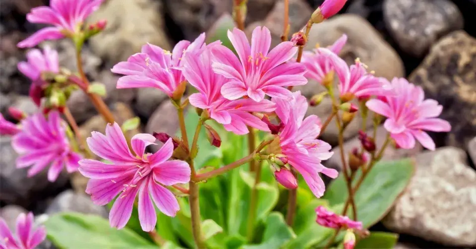 Levisie květnatá (Lewisia cotyledon)